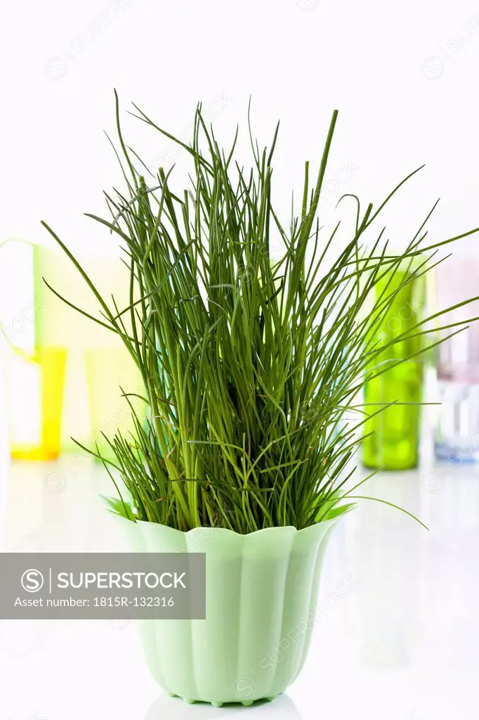 Green potted plant with chives, close up