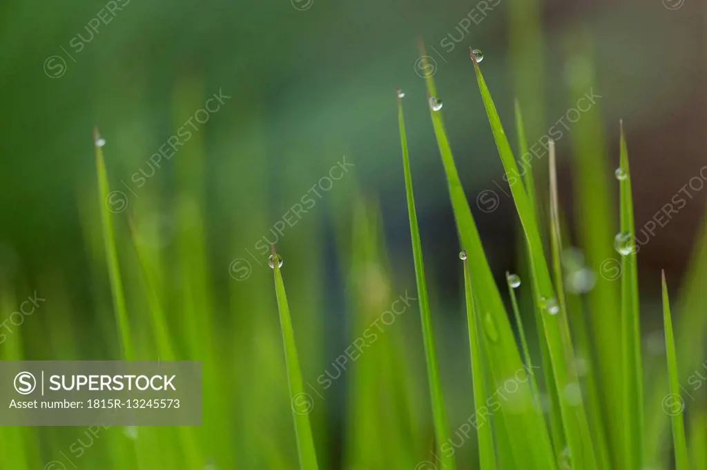 Grasses with water drops, close-up