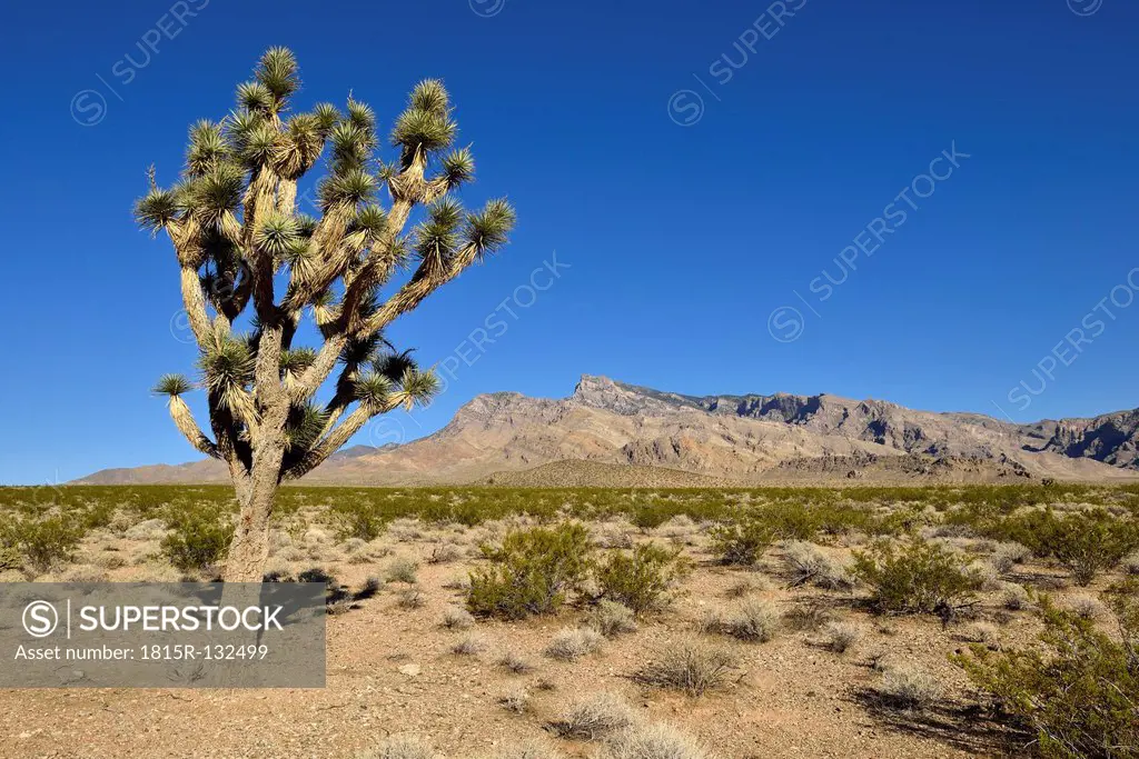 USA, Nevada, Mojave desert with joshua tree