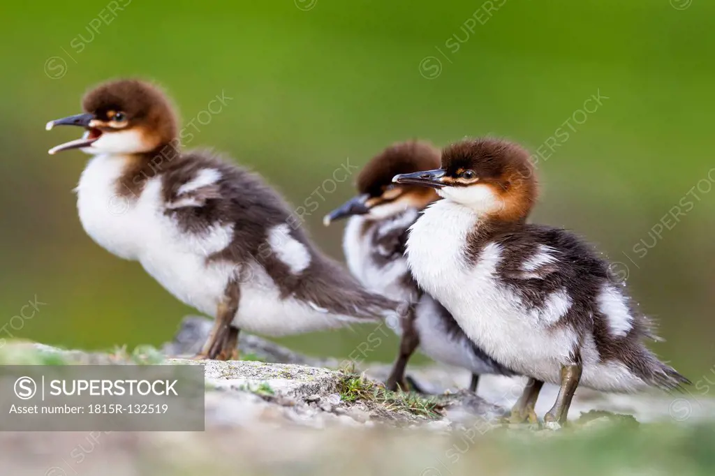 Germany, Bavaria, Goosander chicks, close up