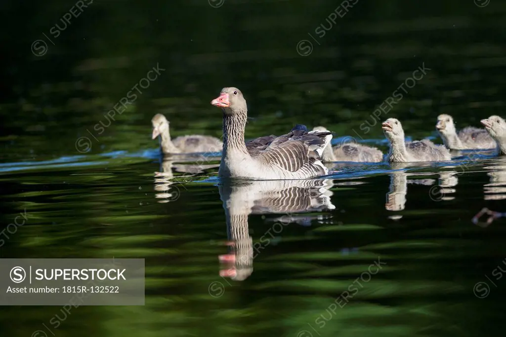Germany, Bavaria, Greylag Goose with chicks in water