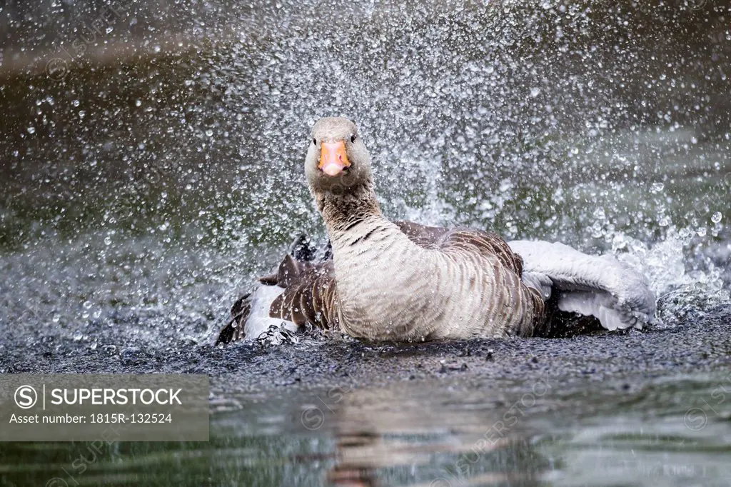 Germany, Bavaria, Greylag Goose bathing
