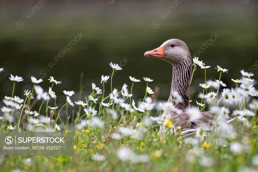 Germany, Bavaria, Greylag Goose with flower, close up