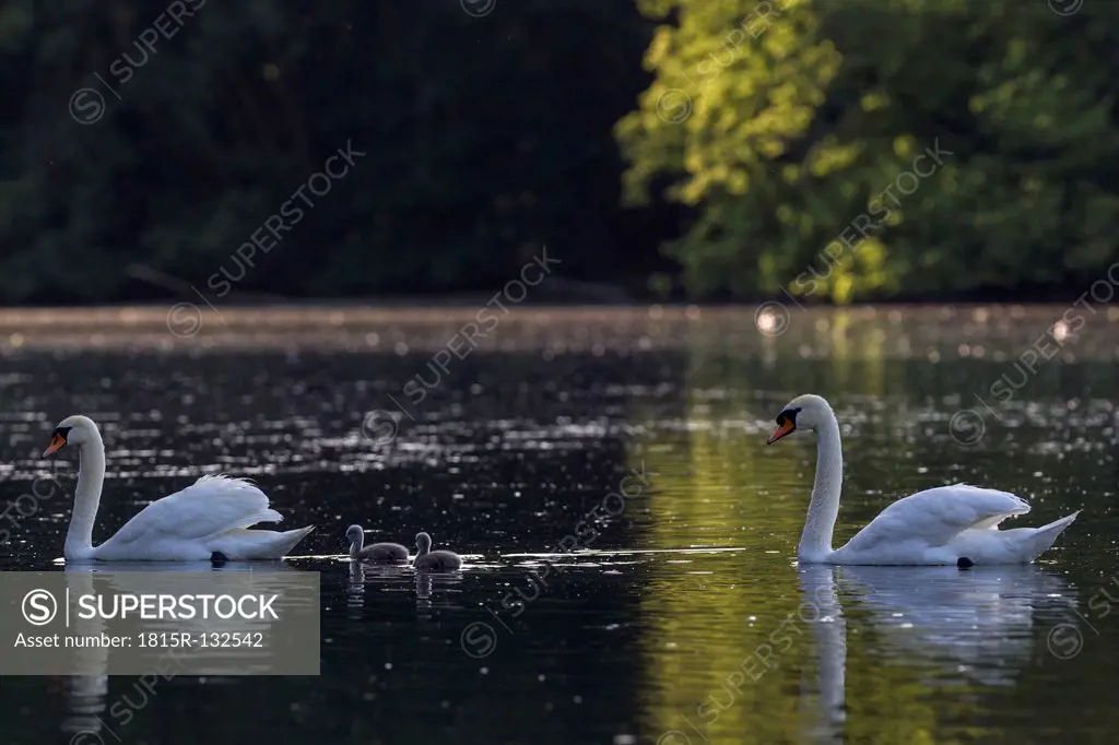 Europe, Germany, Bavaria, Swans with chicks swimming in water