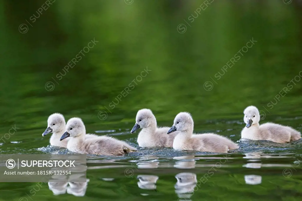 Europe, Germany, Bavaria, Swan chicks swimming in water