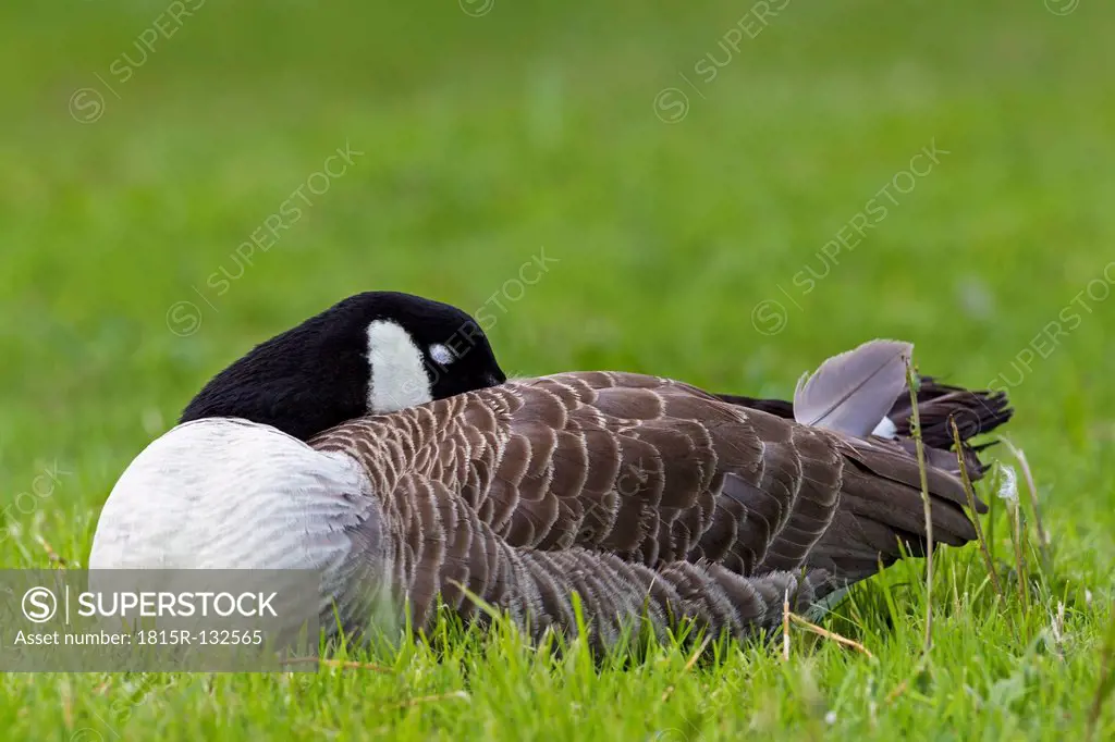 Europe, Germany, Bavaria, Canada Goose on grass
