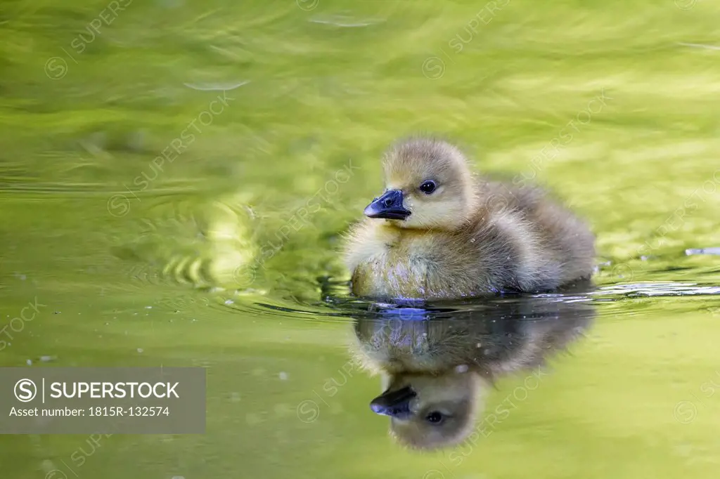 Europe, Germany, Bavaria, Canada Goose chick swimming in water