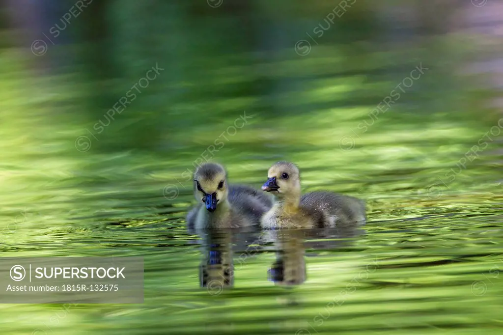 Europe, Germany, Bavaria, Canada Goose chicks swimming in water