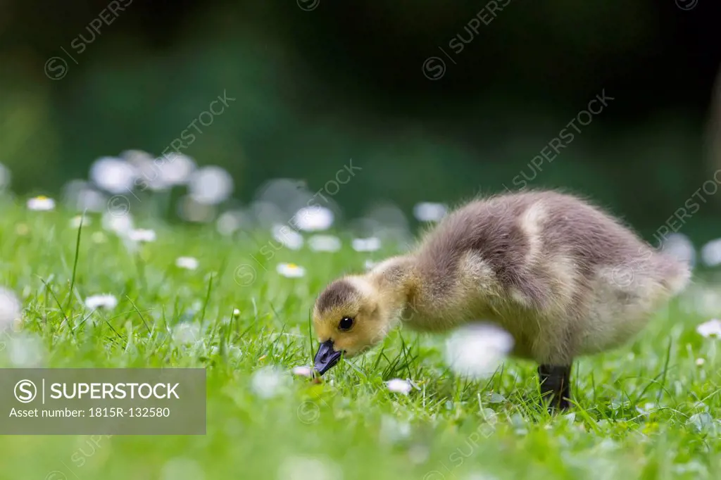 Europe, Germany, Bavaria, Canada Goose chick on grass