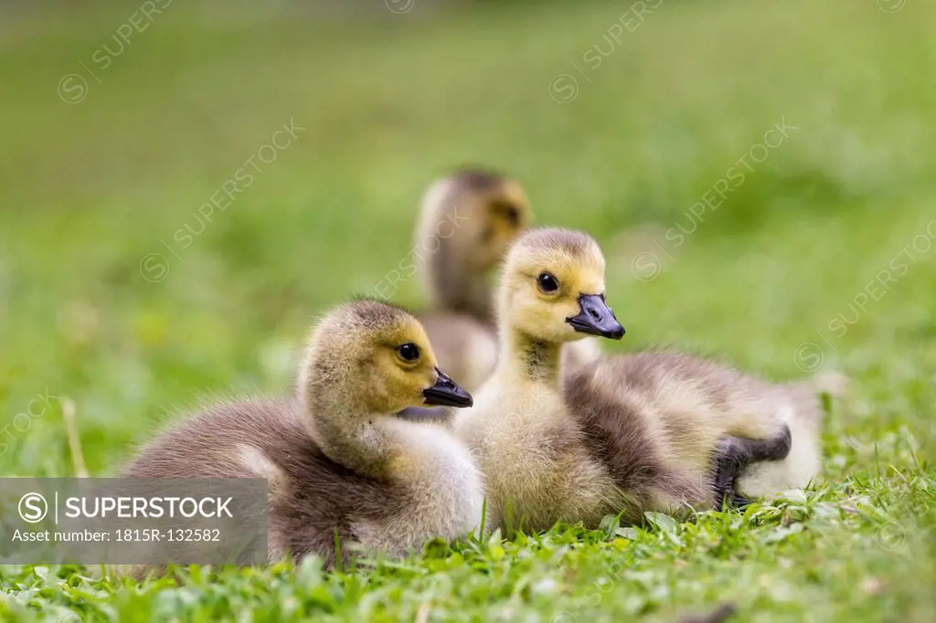 Europe, Germany, Bavaria, Canada Goose chicks on grass