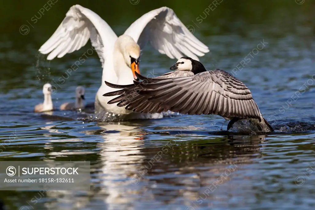 Germany, Bavaria, Swan with chicks sells Barnacle Goose