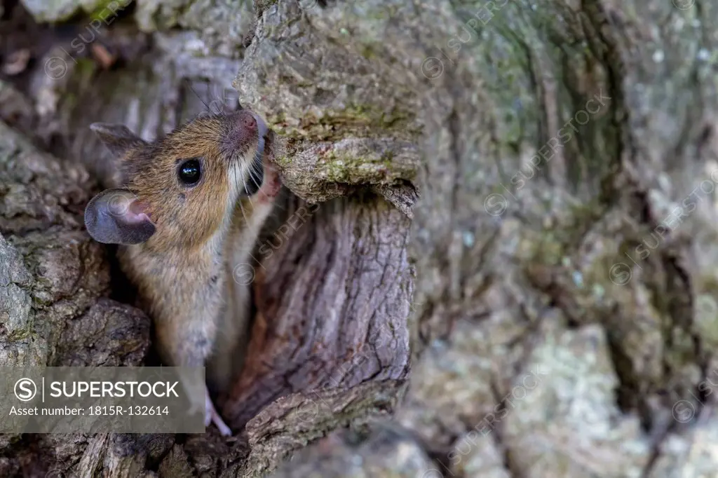 Germany, Bavaria, Yellow-necked Mouse on rock, close up