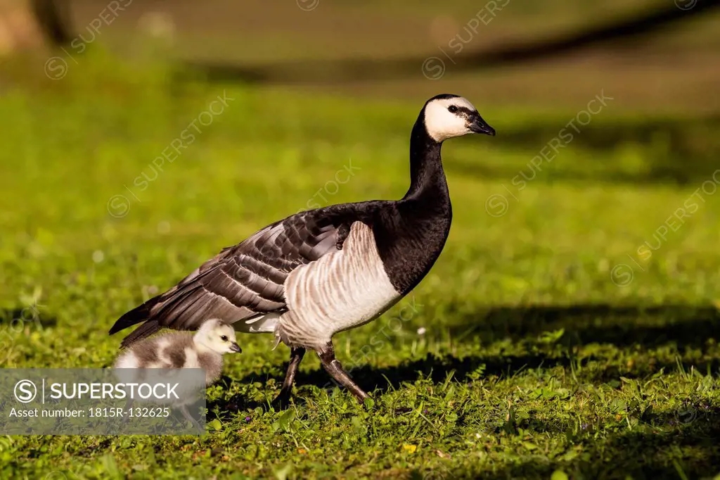 Germany, Bavaria, Barnacle goose with chick on grass