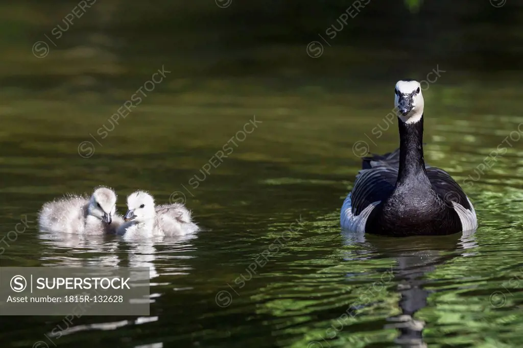 Germany, Bavaria, Barnacle goose with chicks swimming in water