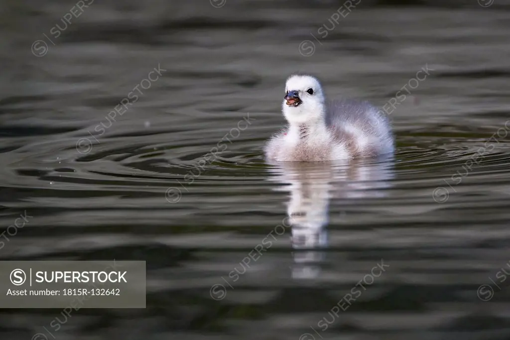 Germany, Bavaria, Barnacle goose chick swimming in water