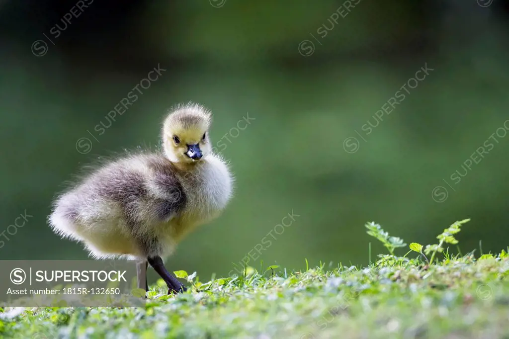 Germany, Bavaria, Barnacle goose chick on grass