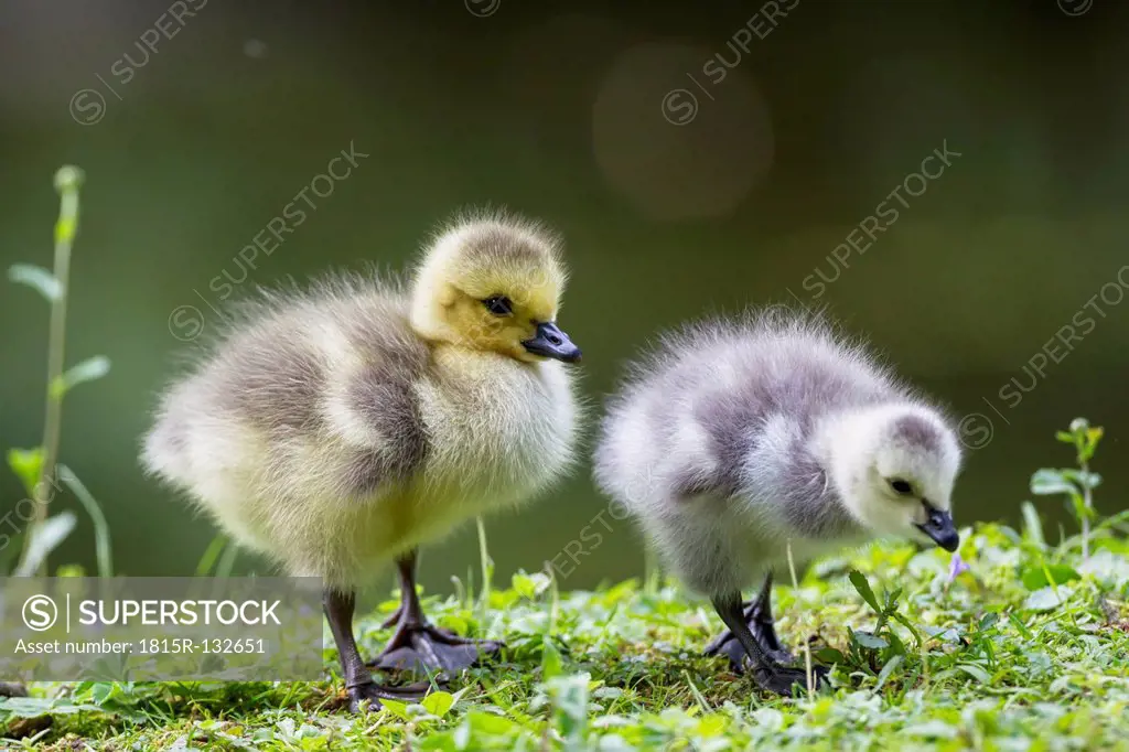 Germany, Bavaria, Barnacle goose chicks on grass