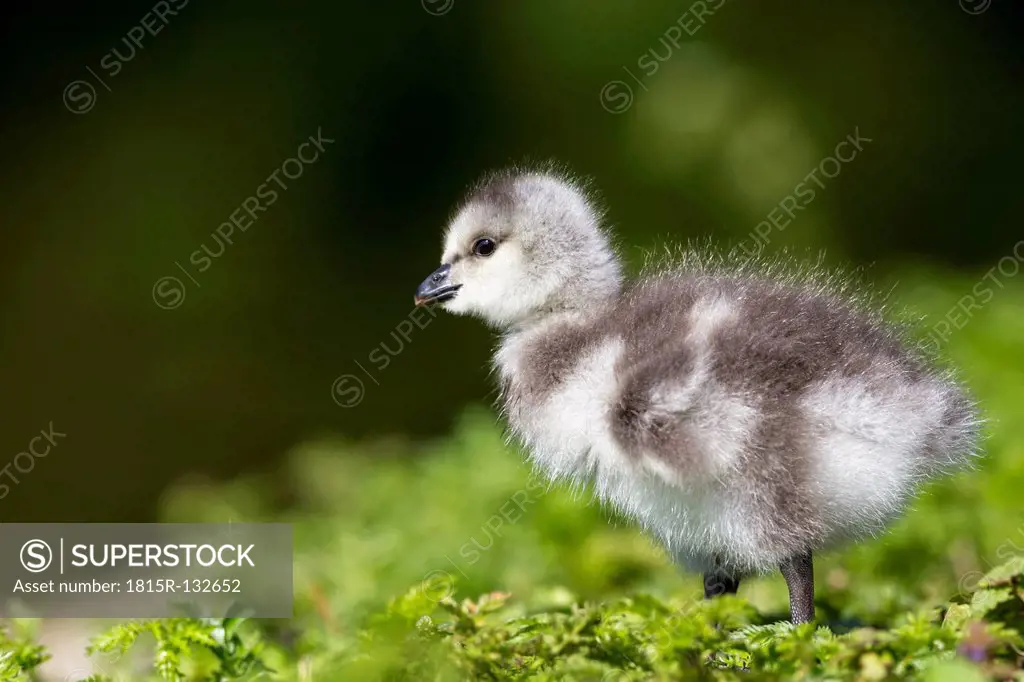 Germany, Bavaria, Barnacle goose chick on grass