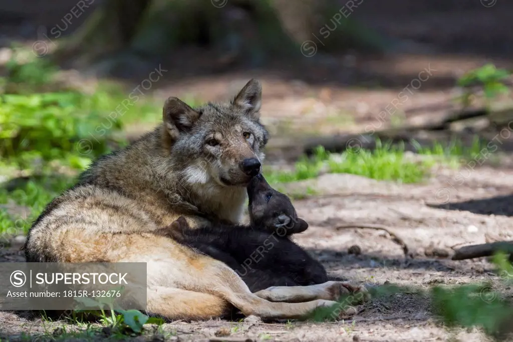 Germany, Bavaria, Gray wolf is suckling her pup