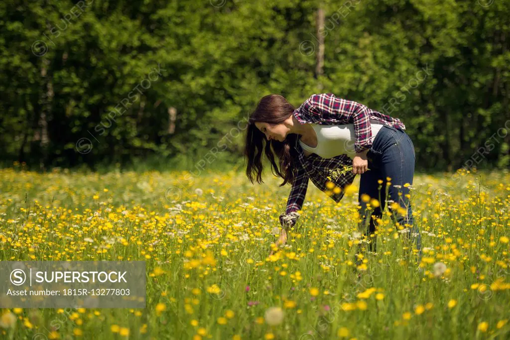 Woman on a meadow picking flowers