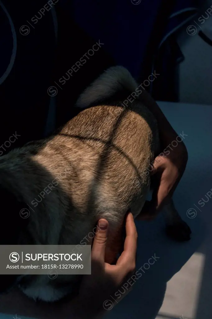 Hands of veterinarian holding dog for x-raying