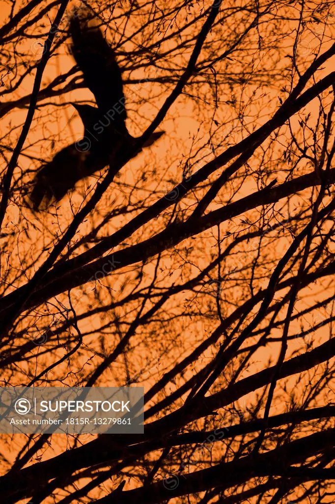 Flying crow with branches and orange sky
