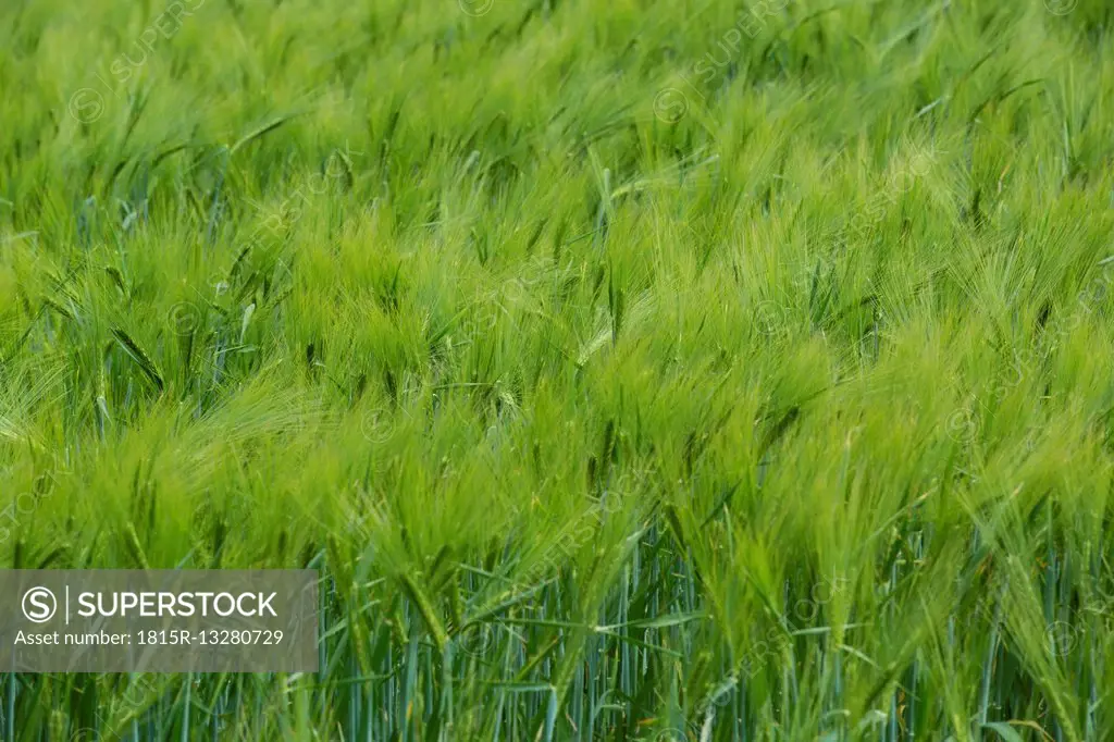 Germany, green cornfield