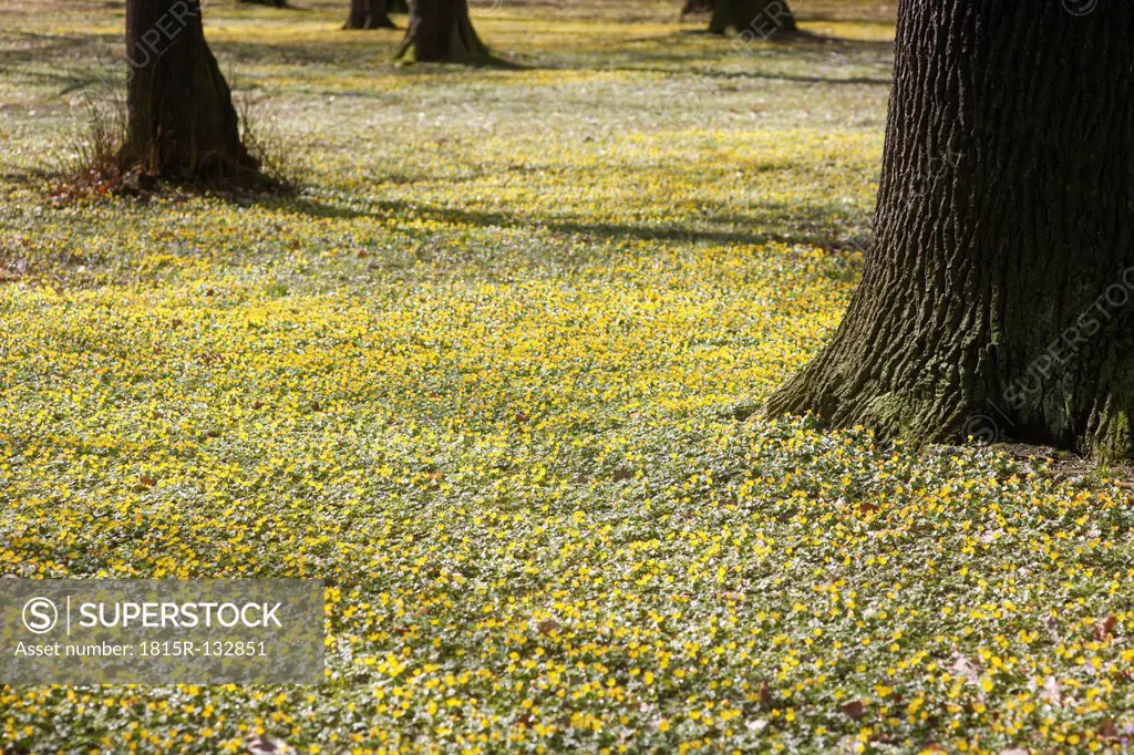 Germany, View of Winter Aconite and tree trunk