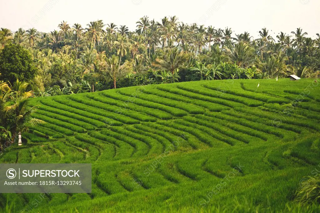 Indonesia, Bali, rice fields
