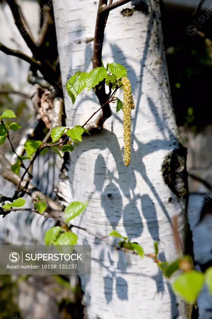 Germany, Wuerzburg, Birch tree trunk