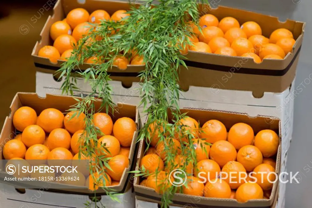Cardboard boxes of oranges at weekly market