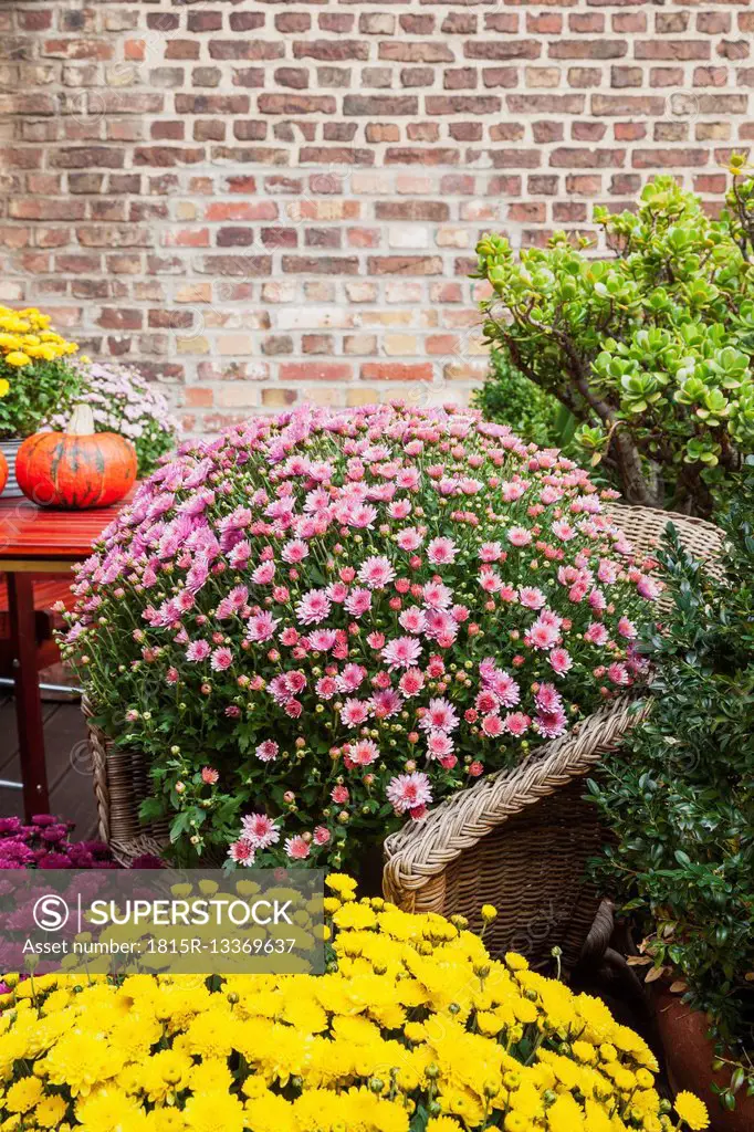 Autumn, still life on terrace, Chrysanthemum in wicker chair, Crassula, , box tree, Buxus sempervirens, hokkaido pumpkin, brick wall, copy space