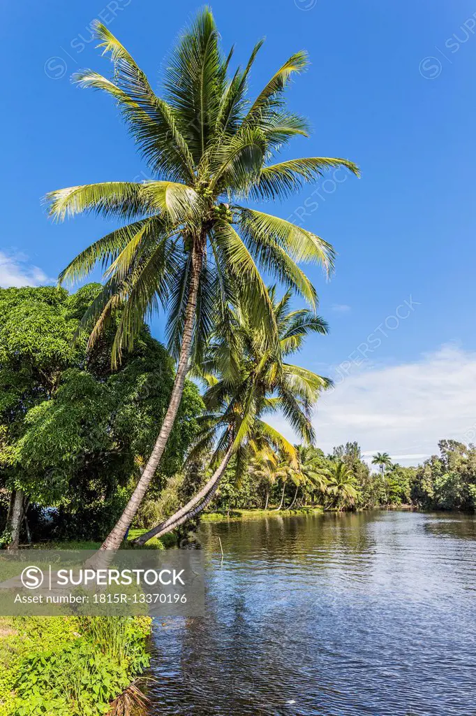 Guama, Lago del Tresoro, Palms on riverside