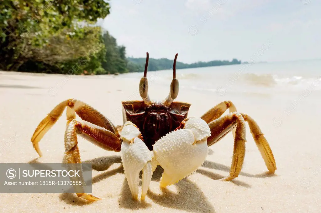 Thailand, Tubkaek, horn-eyed ghost crab on the beach