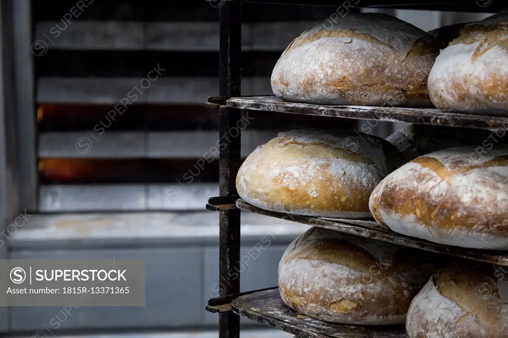Trays of bread in a bakery