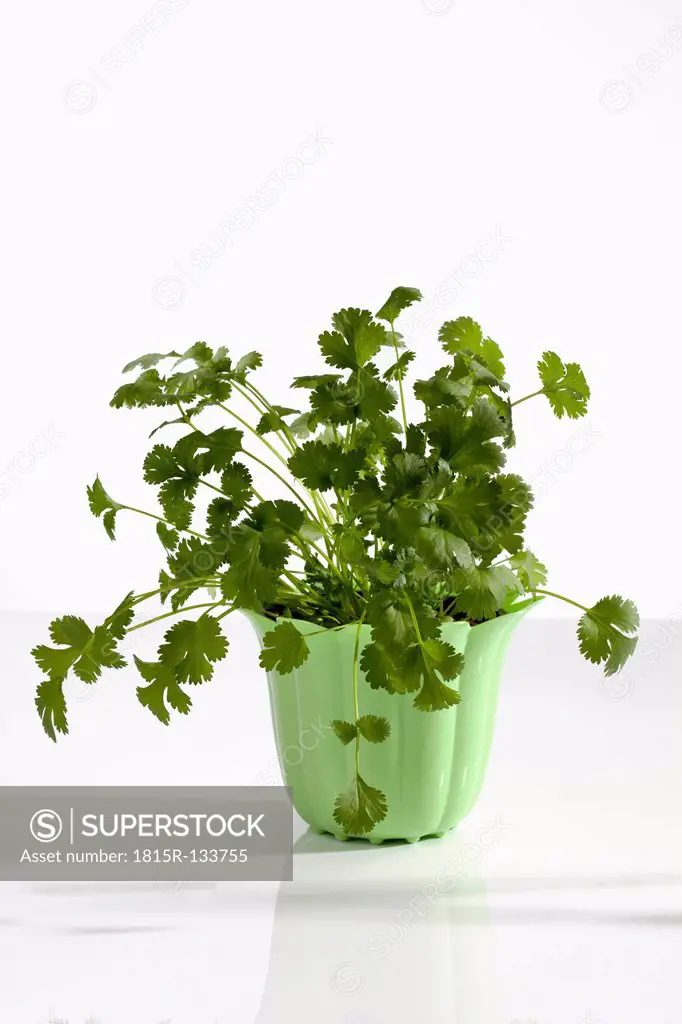 Potted plant of coriander herb on white background, close up