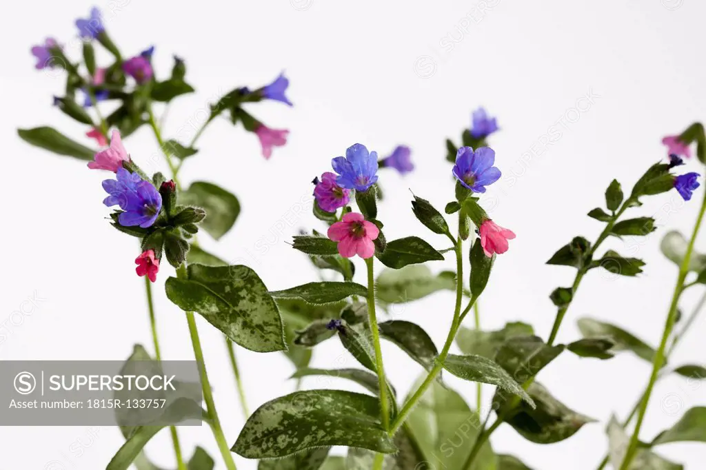 Lungwort flowers against white background, close up