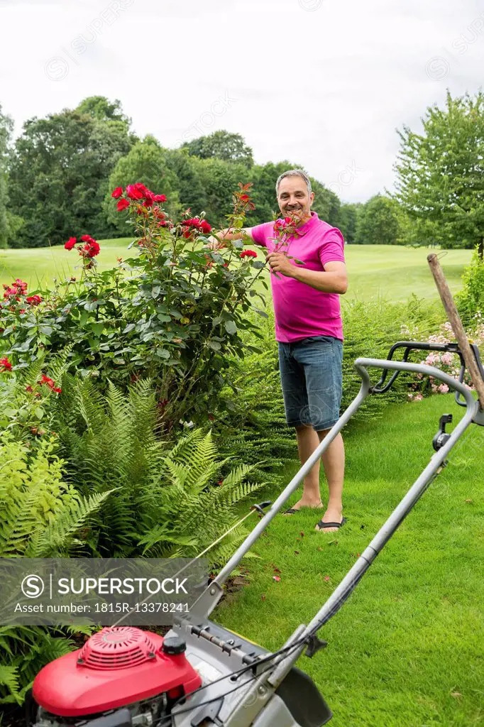 Smiling man caring for his roses in the garden