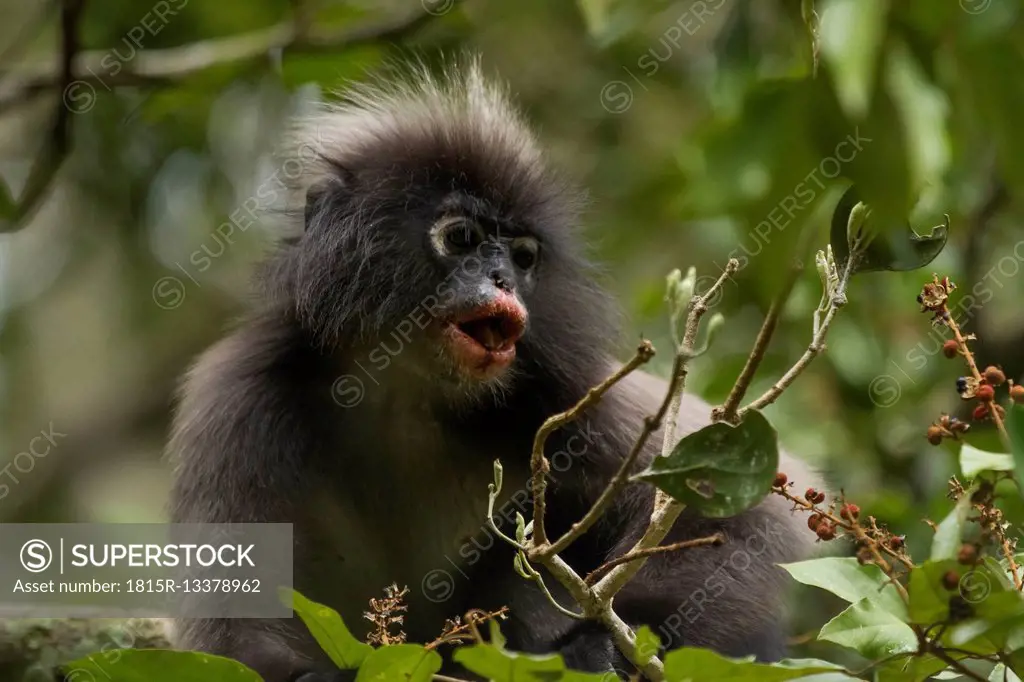 Thailand, dusky leaf monkey eating fruits from a tree - SuperStock
