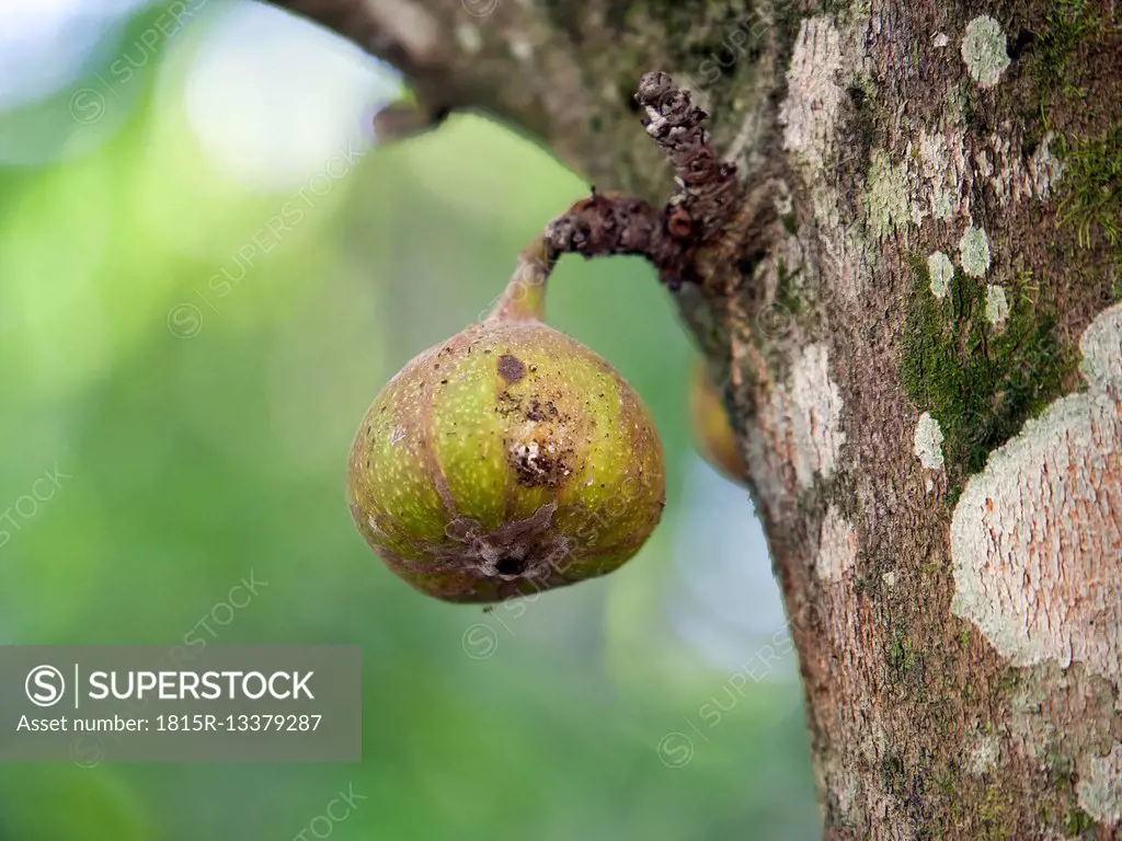 Thailand, fruit of fig tree