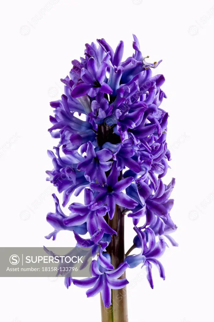Hyacinth flowers against white background, close up