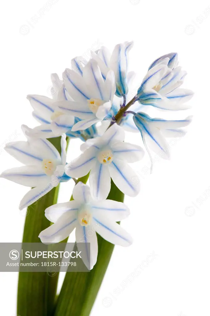 Apollo Zwerg Hyazinthe flowers against white background, close up