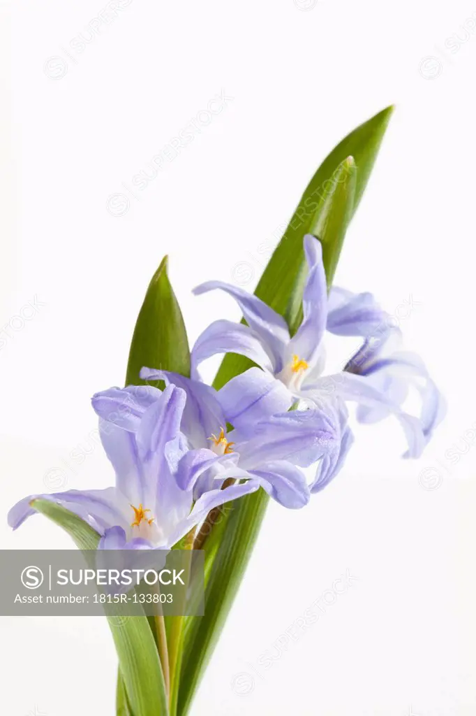 Star Hyacinths flowers against white background, close up