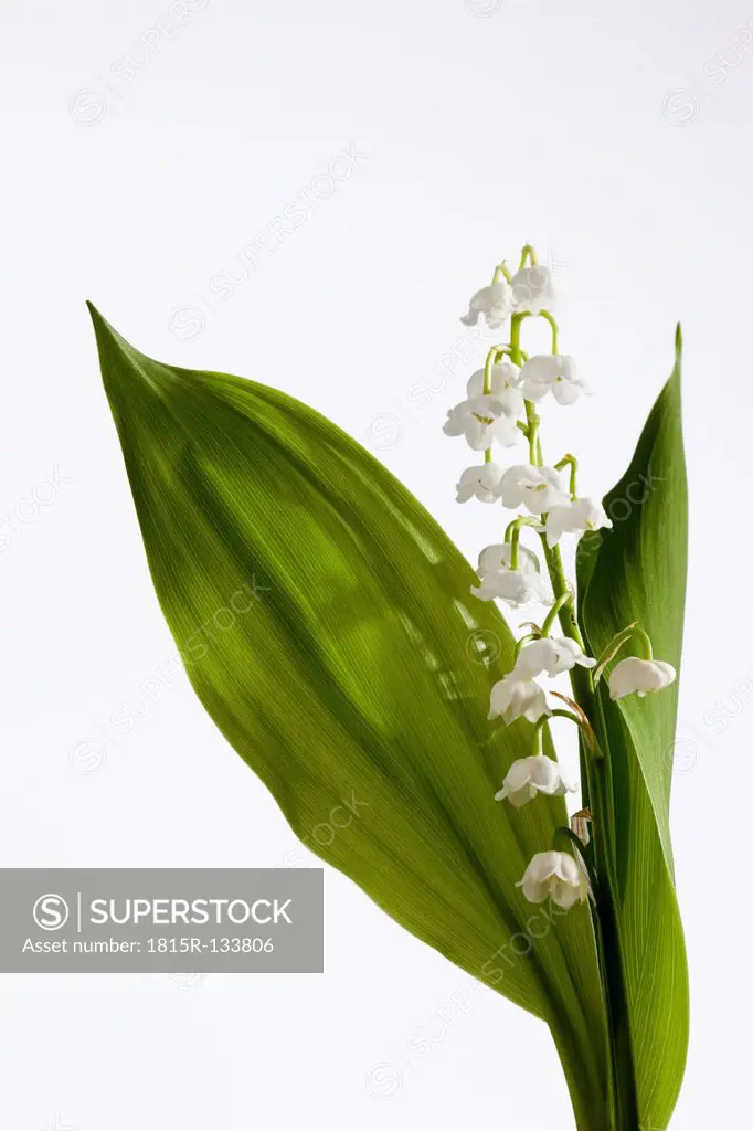 Lily of valley flowers against white background, close up
