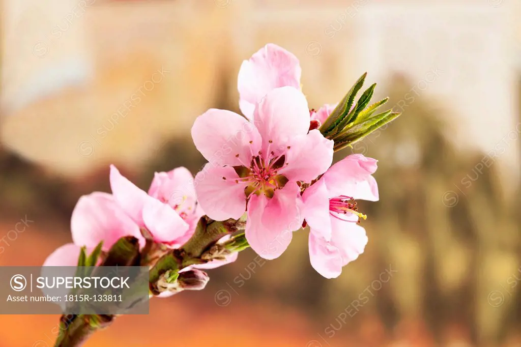 Peach blossoms, close up