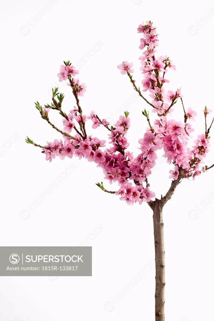 Peach blossoms against white background, close up