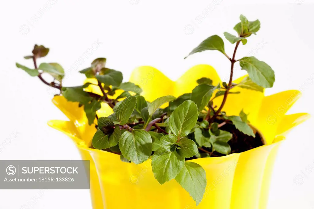Potted plant of grapefruit mint against white background, close up