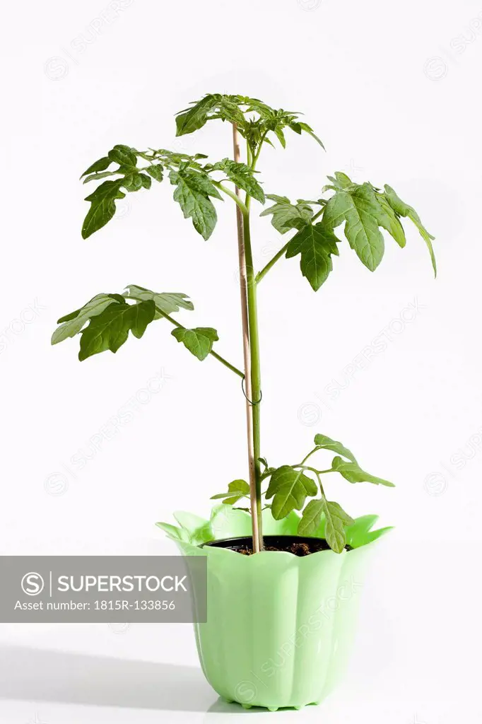 Tomato plant on white background, close up