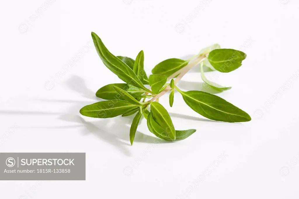 Savory herb on white background, close up