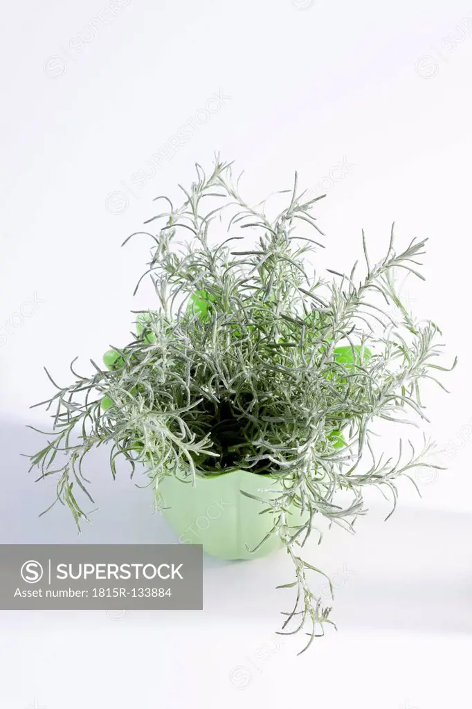 Potted plant of Italian Straw Flower on white background, close up